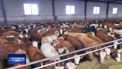 山海攜手 共謀小康!26載閩寧協(xié)作開創(chuàng)經(jīng)貿(mào)往來(lái)新局面